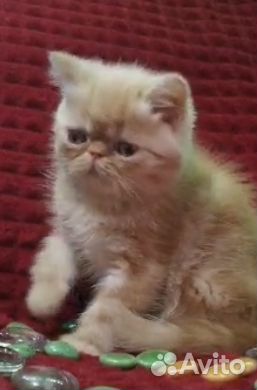 Котёнок Экзотической породы Рыжее солнышко купить на Зозу.ру - фотография № 2