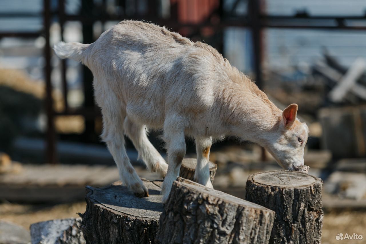 Козлики от разных коз купить на Зозу.ру - фотография № 5