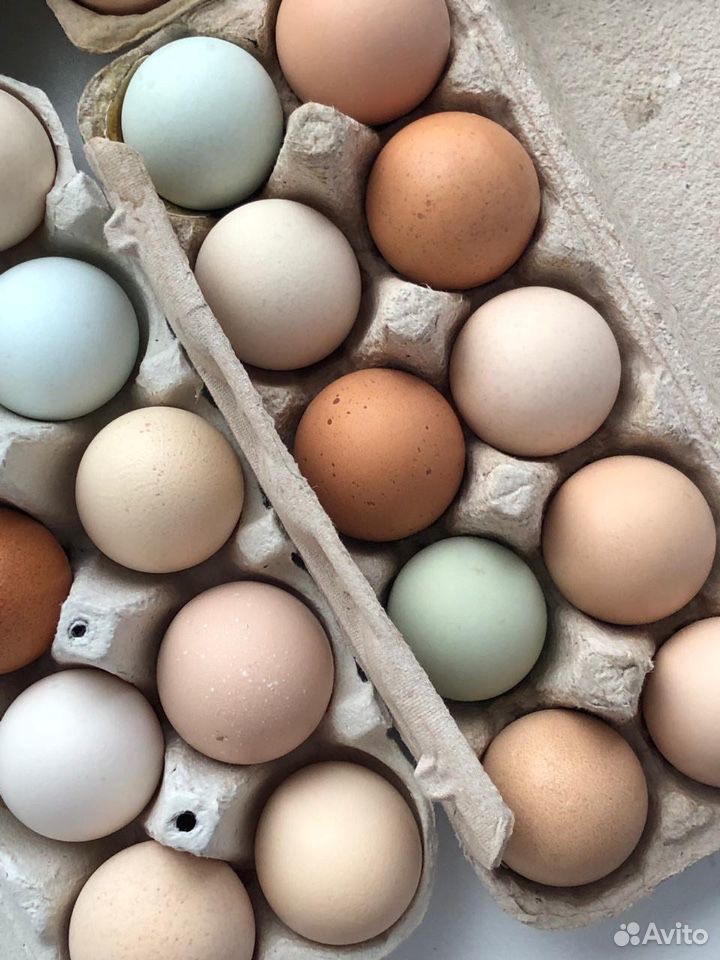 Инкубационное куриное яйцо помесного стада купить на Зозу.ру - фотография № 2
