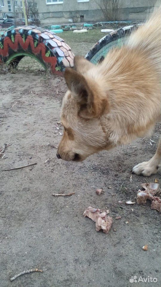 Собака Алтай купить на Зозу.ру - фотография № 7