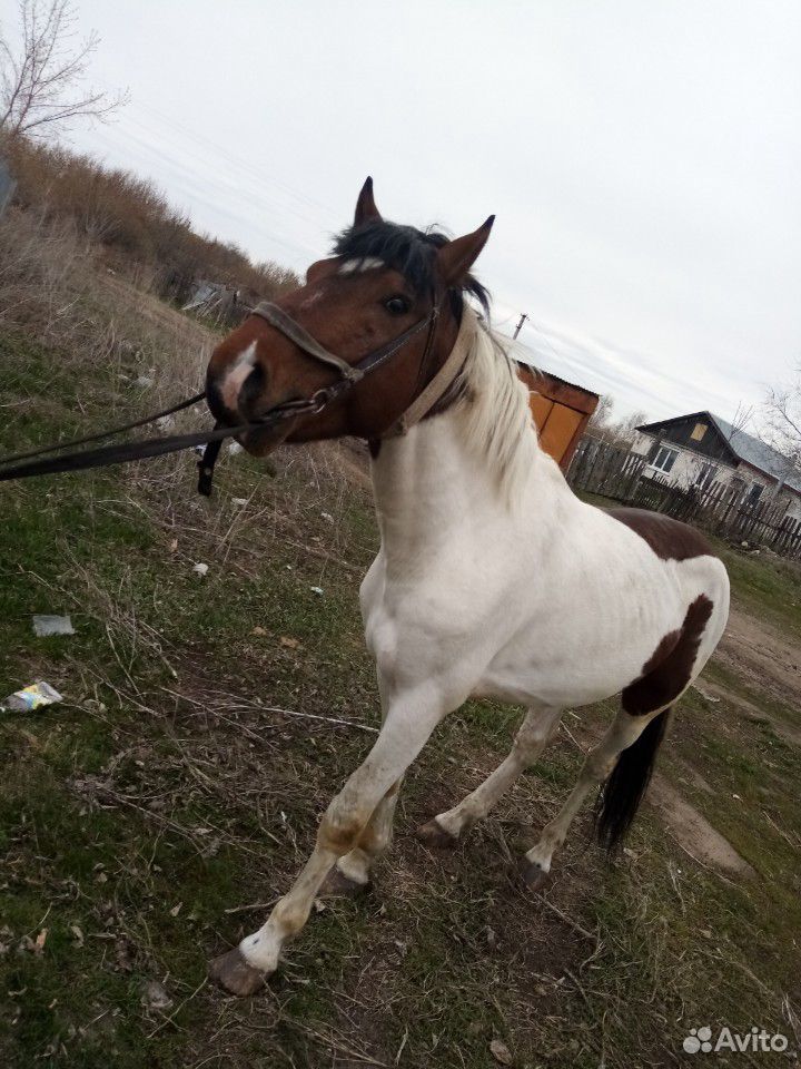 Продам коня с телегой, сани купить на Зозу.ру - фотография № 2