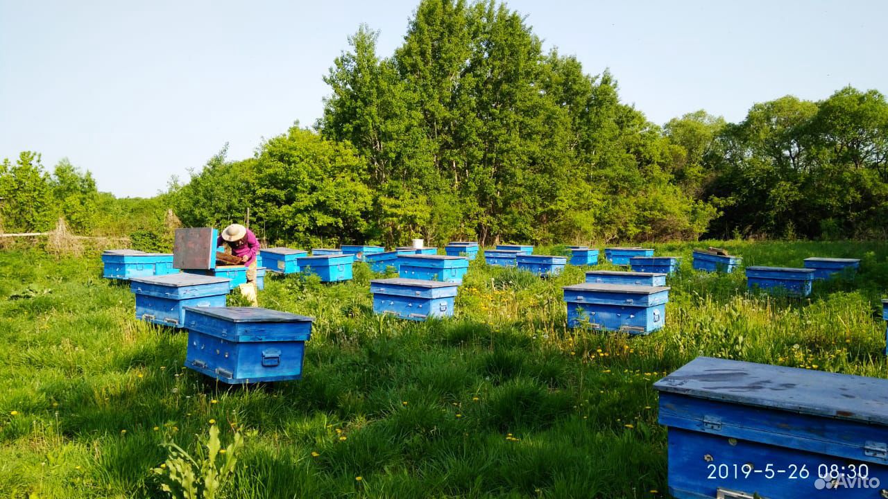 Продам 15 пчел. семей и 30 унитаров(кубаконт) купить на Зозу.ру - фотография № 1