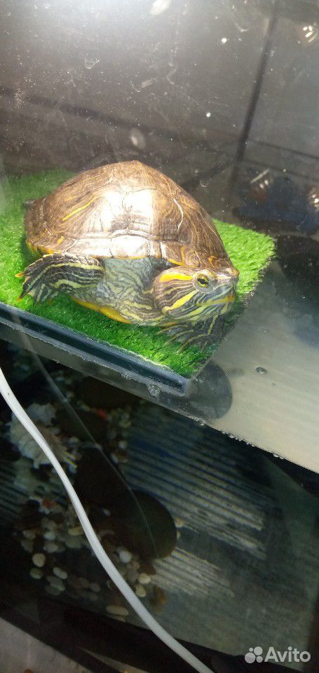 Красноухая черепаха купить на Зозу.ру - фотография № 3