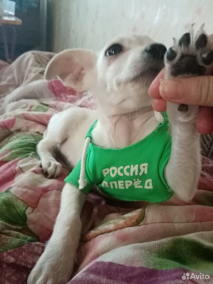 Собачка 3 месяца купить на Зозу.ру - фотография № 1