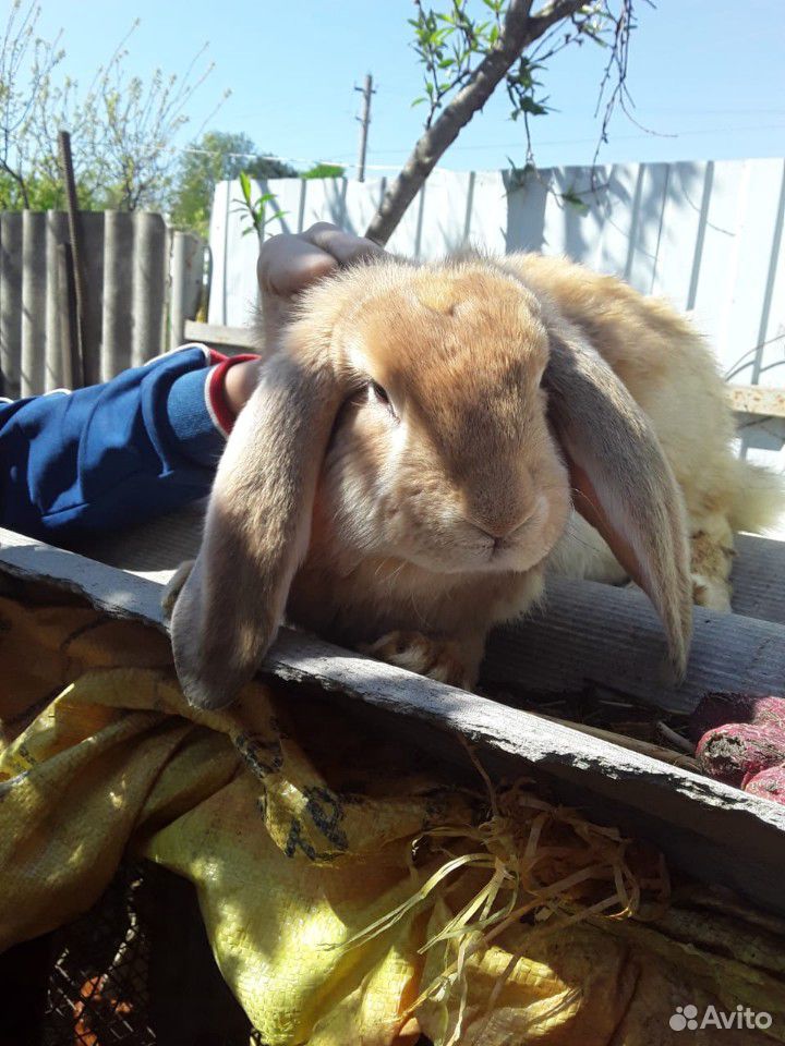 Кролик,французский баран купить на Зозу.ру - фотография № 2