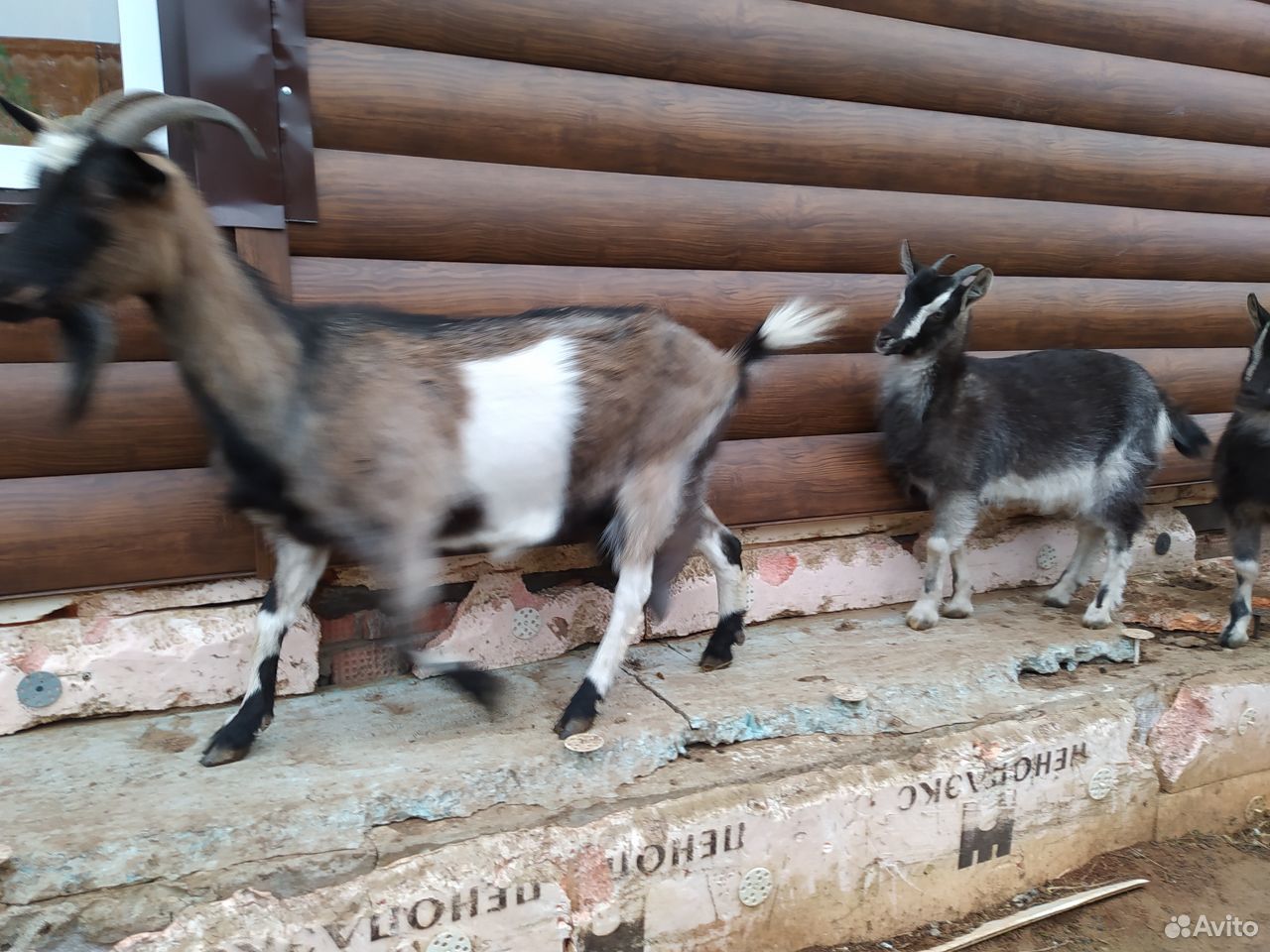 Молодые козы купить на Зозу.ру - фотография № 1