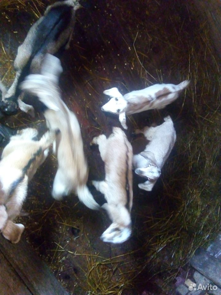 Нубийские козы купить на Зозу.ру - фотография № 5