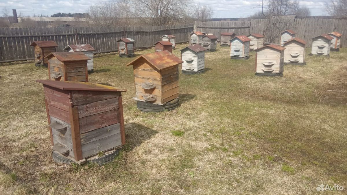 Продам улья с пчелами купить на Зозу.ру - фотография № 2