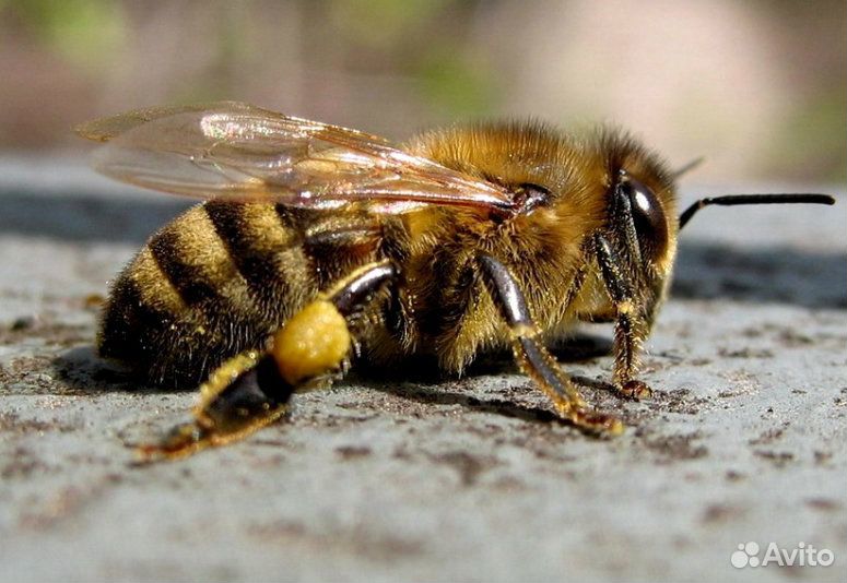Пчелопакеты пчел купить на Зозу.ру - фотография № 1