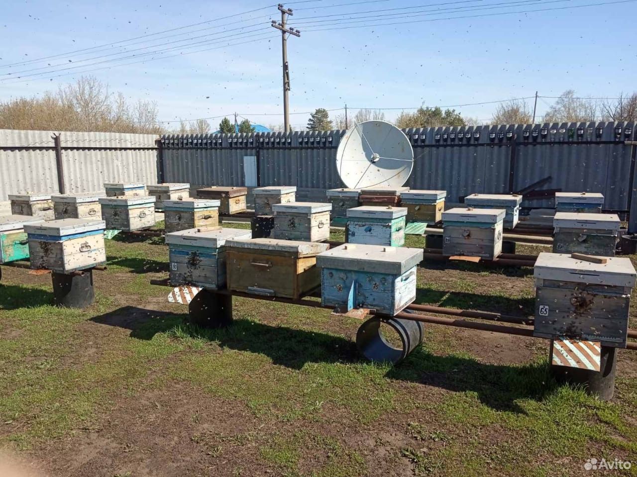 Продам пчелосемьи и отводки купить на Зозу.ру - фотография № 2