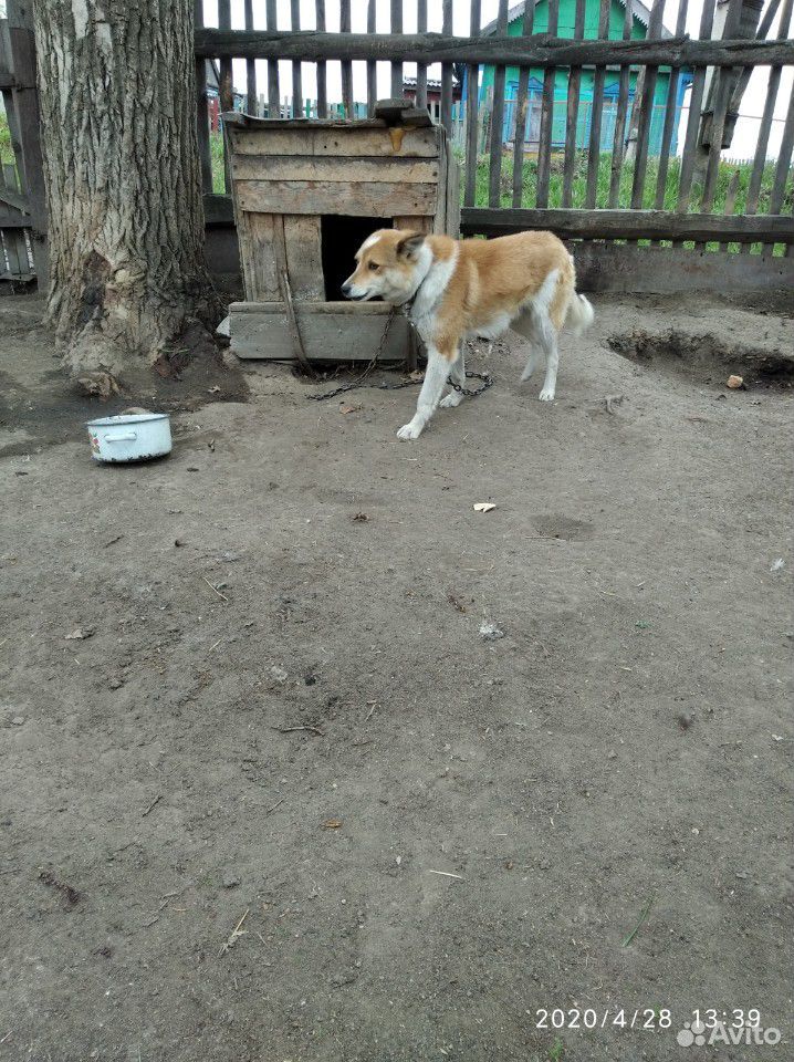 Злая собака купить на Зозу.ру - фотография № 4