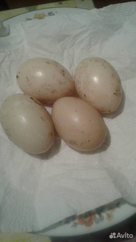 Яйца купить на Зозу.ру - фотография № 1