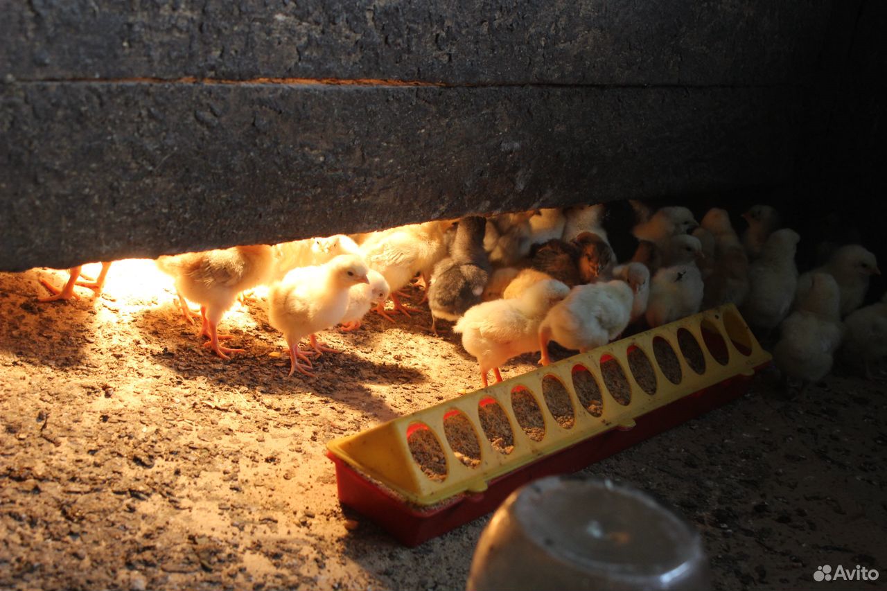 Домашние цыплята купить на Зозу.ру - фотография № 1