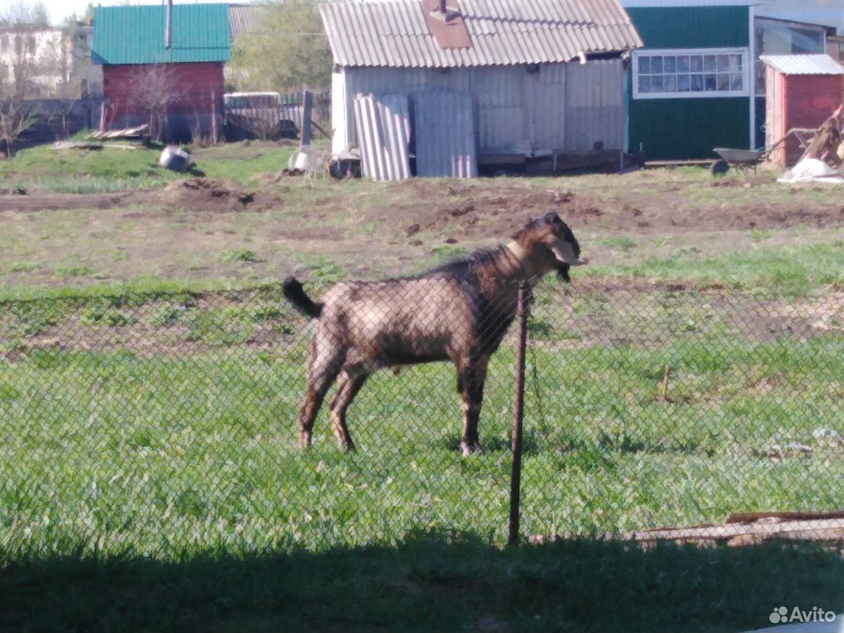 Нубийский козёл купить на Зозу.ру - фотография № 2