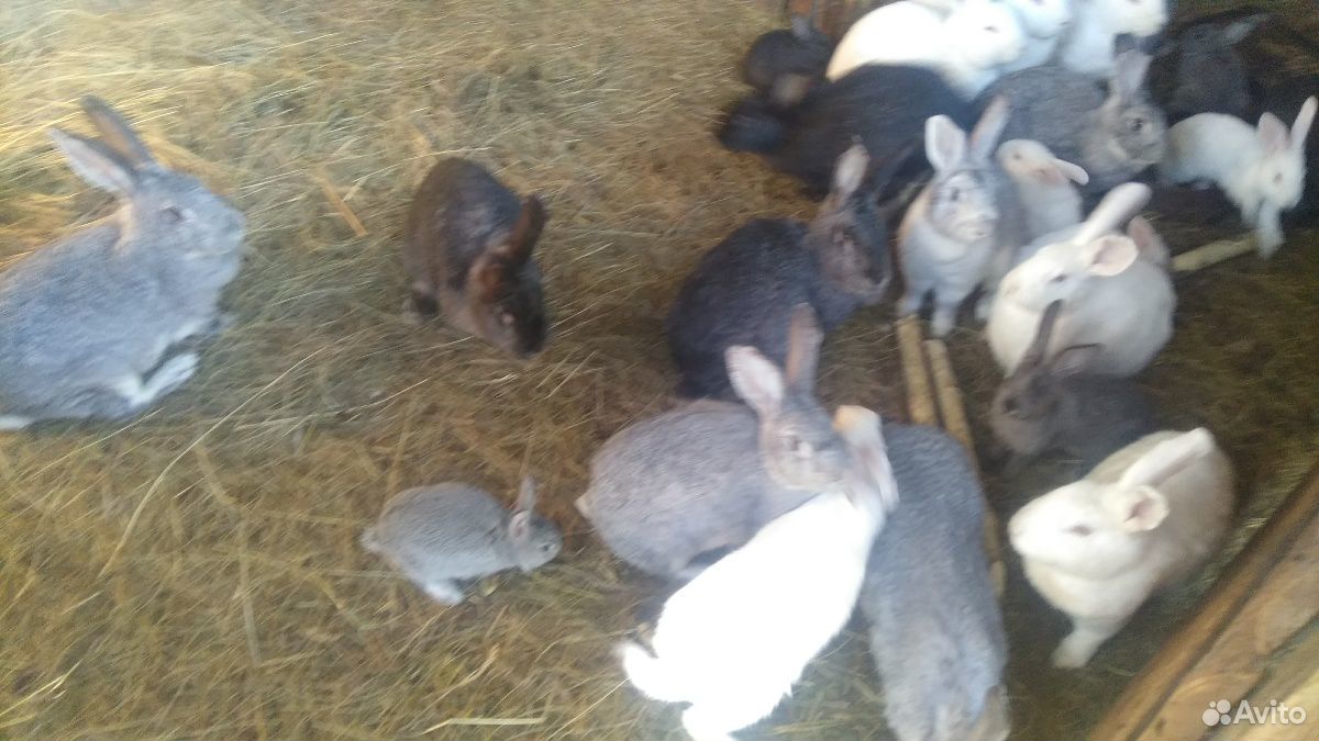 Индоутки, кролики купить на Зозу.ру - фотография № 6