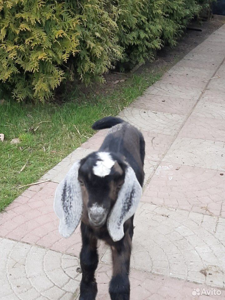 Козлик нубийский, рожден 17 апреля, обезрожжен,про купить на Зозу.ру - фотография № 1