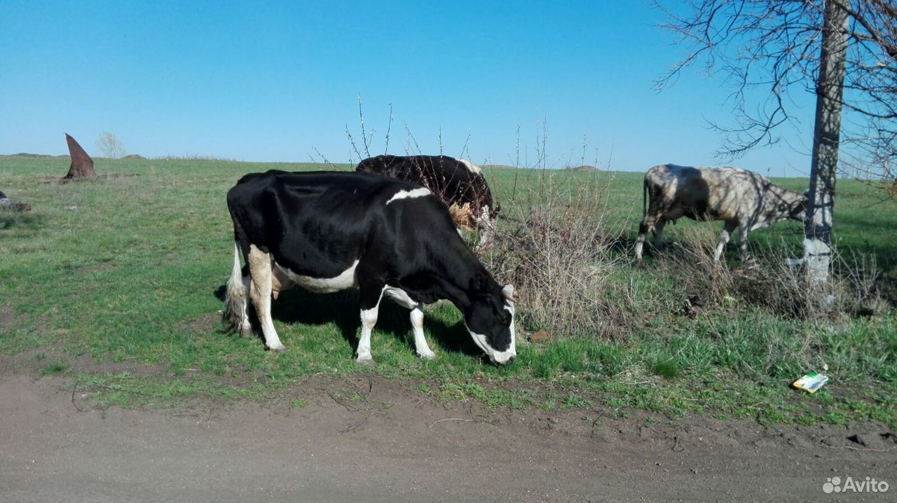 Продам коров купить на Зозу.ру - фотография № 1