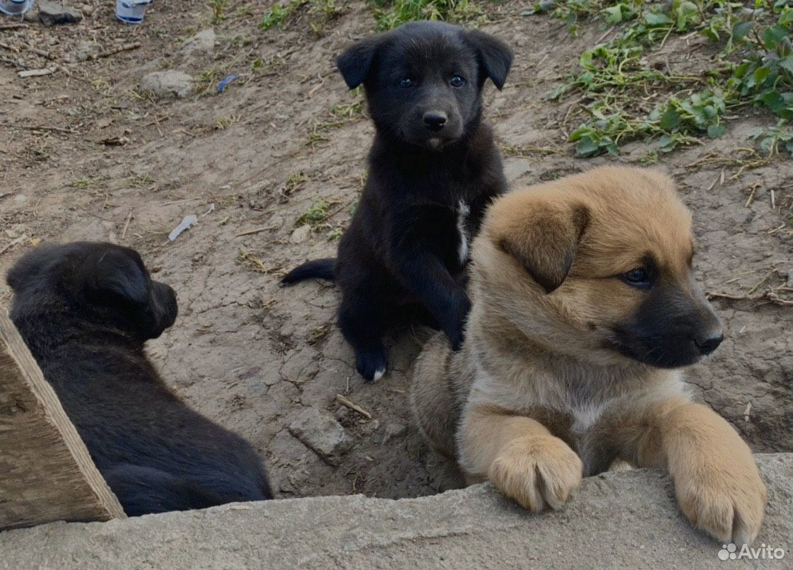 Собаки, щенята купить на Зозу.ру - фотография № 4