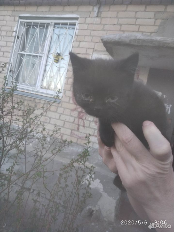 Отдам котят купить на Зозу.ру - фотография № 1