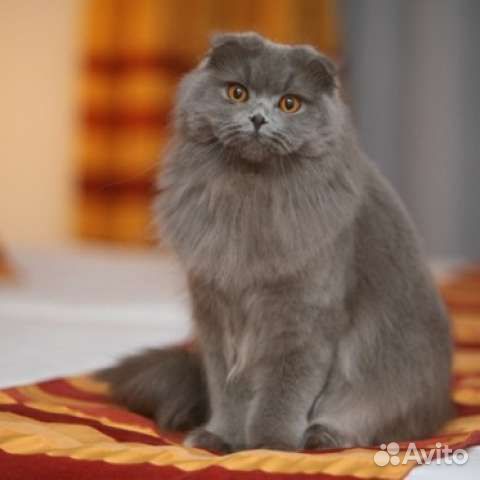 Британские котята купить на Зозу.ру - фотография № 8