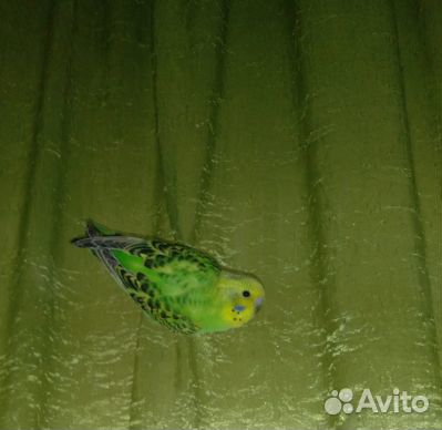 Молодой волнистый попугай купить на Зозу.ру - фотография № 1
