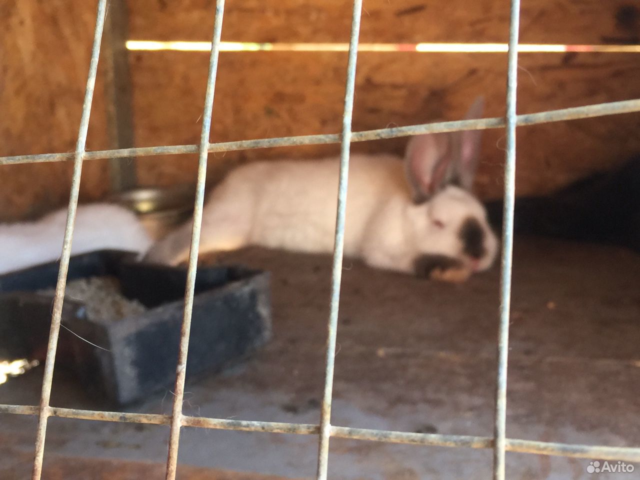 Кролики от 1-3 месяцев породы Фландер и помесь купить на Зозу.ру - фотография № 2