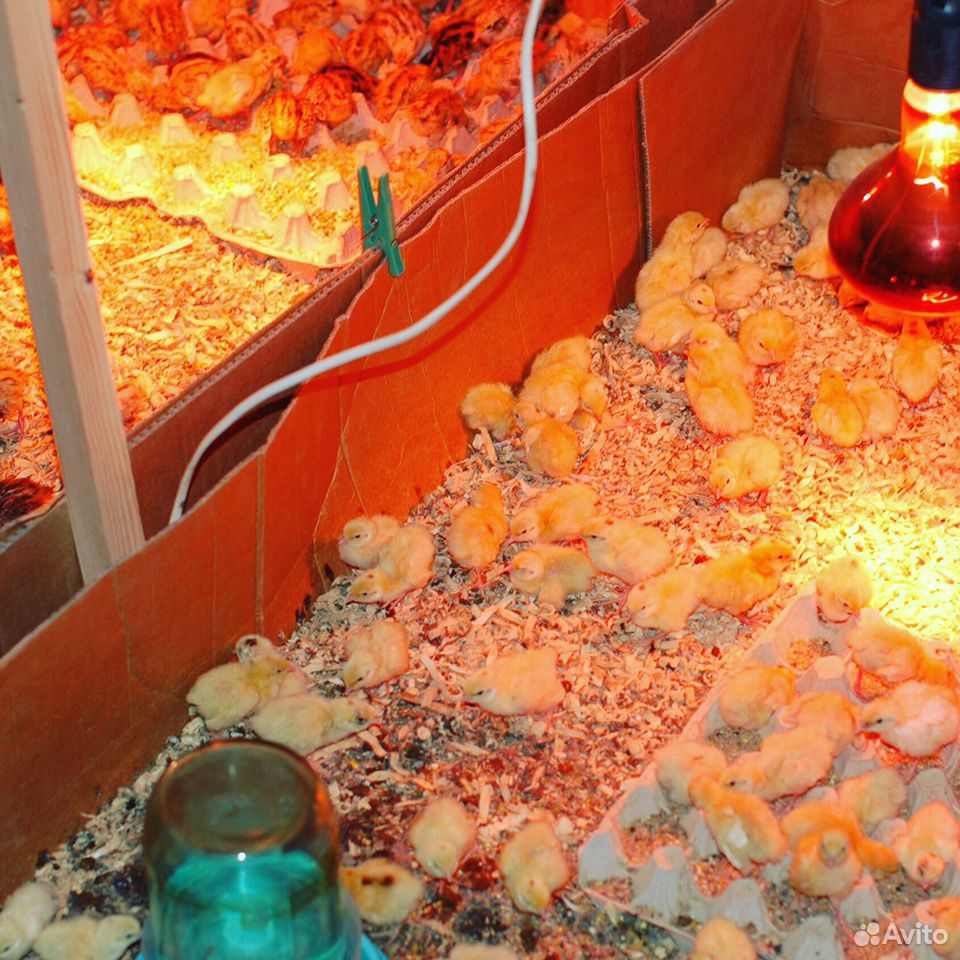 Яйца перепелиные(инкубационные) купить на Зозу.ру - фотография № 8