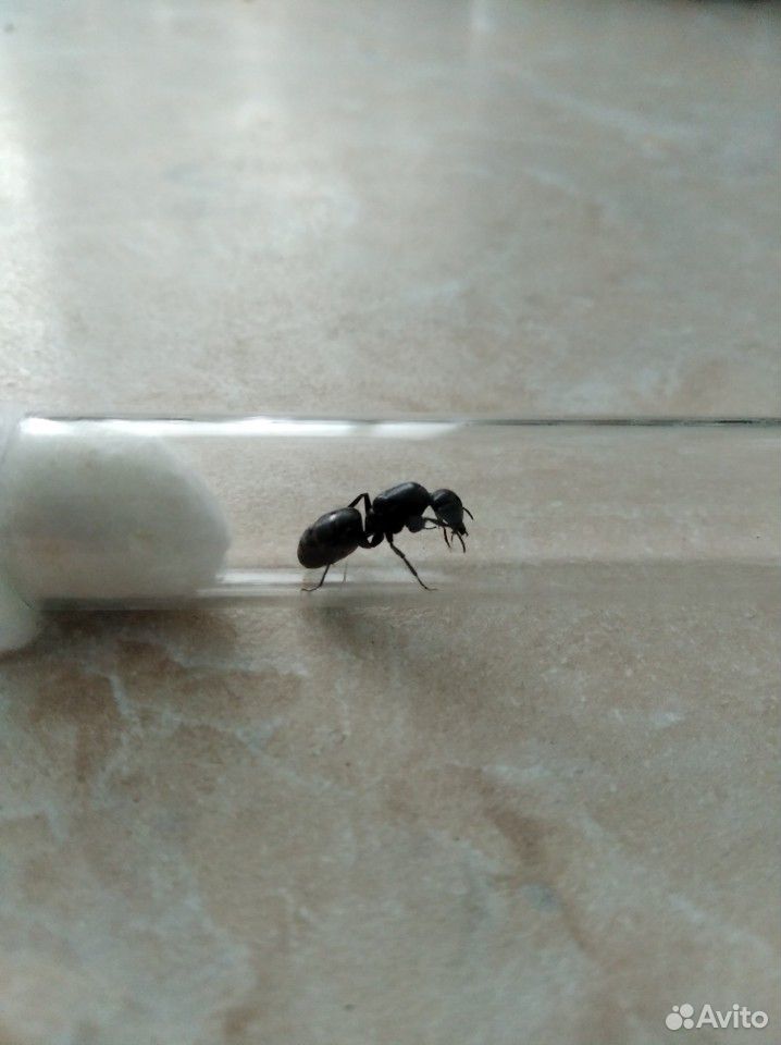 Матка Camponotus Vagus купить на Зозу.ру - фотография № 1