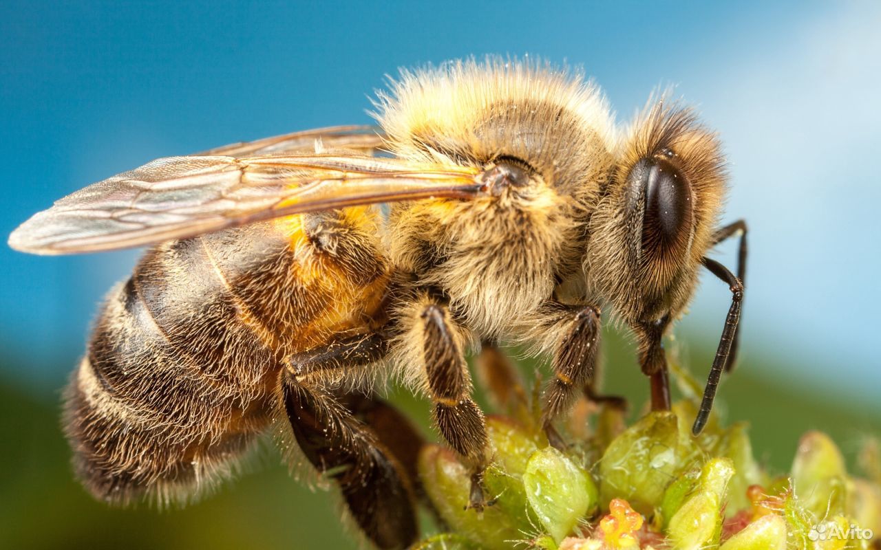 Пчелы с ульями и медогонка купить на Зозу.ру - фотография № 1