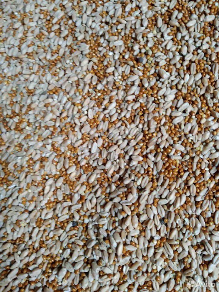Пшеница с просом купить на Зозу.ру - фотография № 1