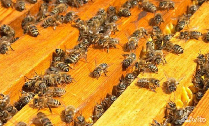 Продам пчелосемьи с рамками, без ульев купить на Зозу.ру - фотография № 1
