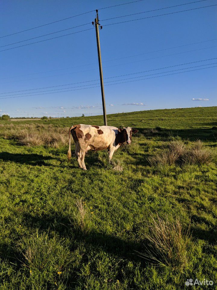 Корова рыжая и телка 3 месяца купить на Зозу.ру - фотография № 9