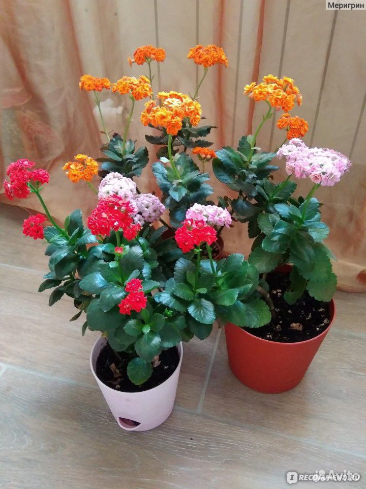 Каланхоэ и много других цветов купить на Зозу.ру - фотография № 2