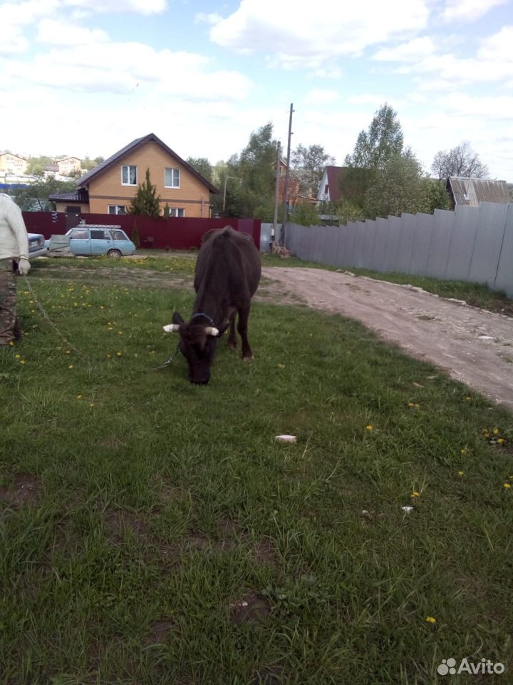 Отличная корова купить на Зозу.ру - фотография № 4