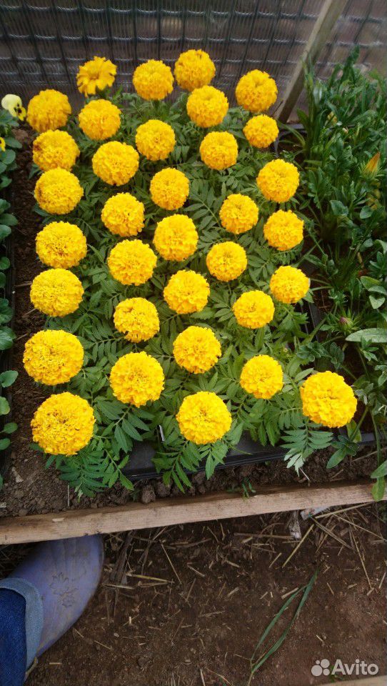 Различные цветы и саженцы купить на Зозу.ру - фотография № 8