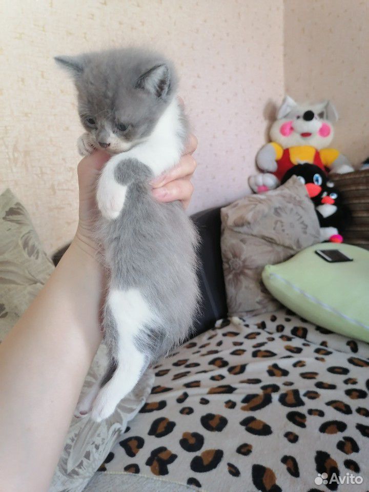 Отдам котят купить на Зозу.ру - фотография № 2
