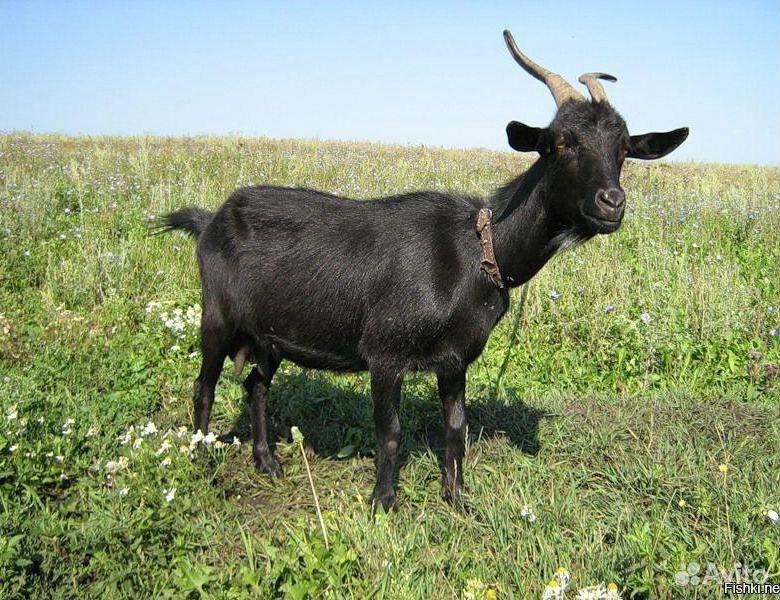 Обменяю коз на баранов купить на Зозу.ру - фотография № 3