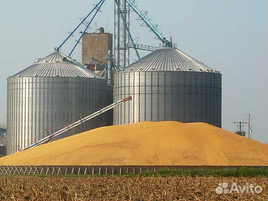 Ячмень - Пшеница - Шрота - Кукуруза - Закупаем купить на Зозу.ру - фотография № 1