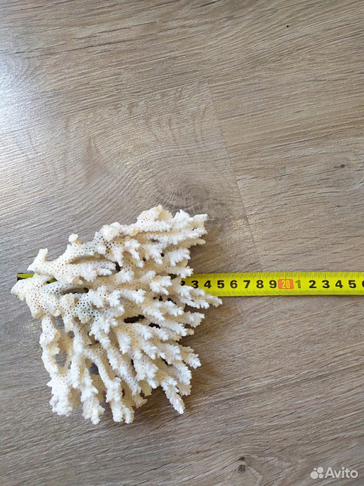 Настоящий морской кустовой коралл купить на Зозу.ру - фотография № 3