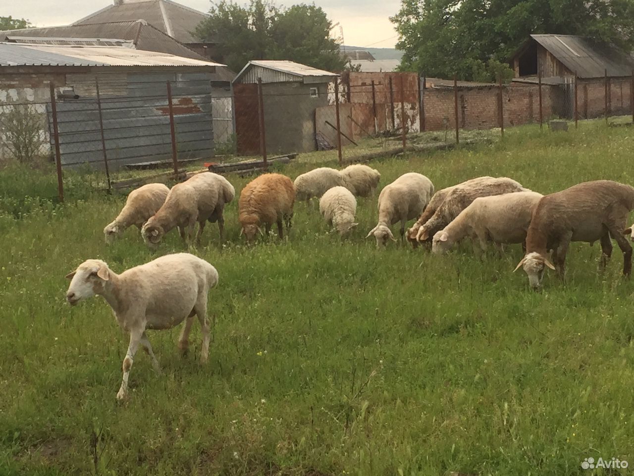 Продаются овцы купить на Зозу.ру - фотография № 3