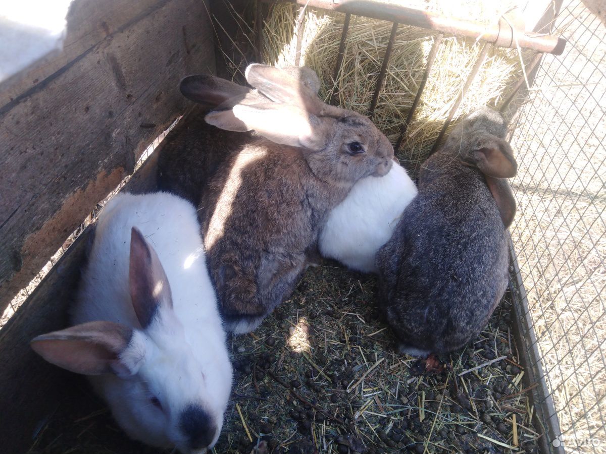 Кролики разных возростов купить на Зозу.ру - фотография № 5