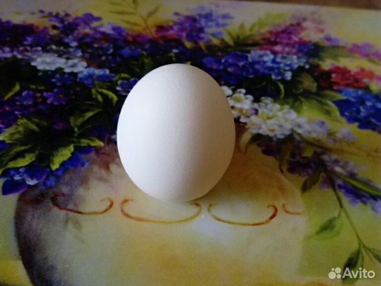 Куриное яйцо от элитных кур для детей и взрослых купить на Зозу.ру - фотография № 3