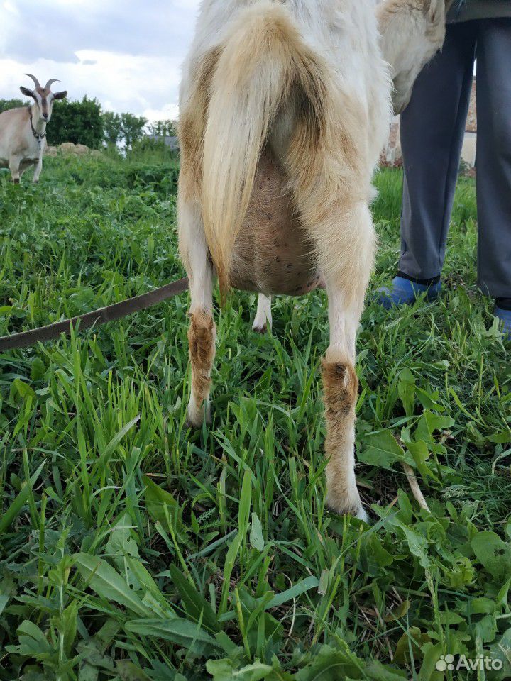 Продаются дойные козы купить на Зозу.ру - фотография № 4