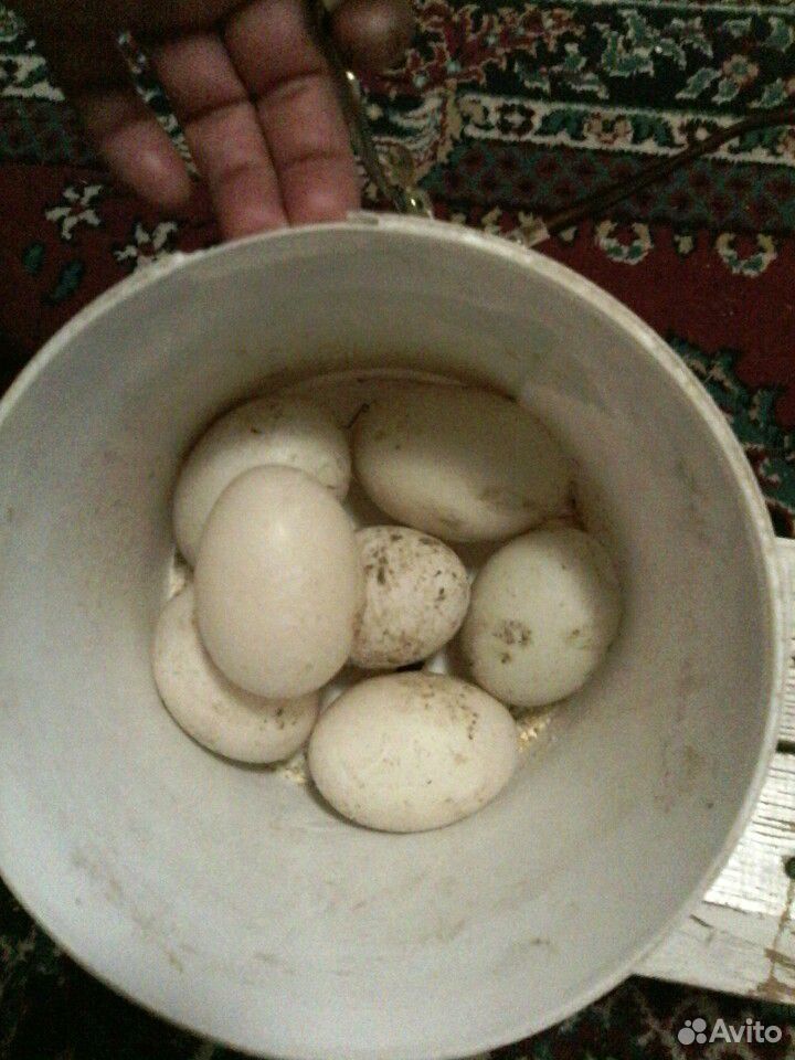Яйцо утиное для инкубации купить на Зозу.ру - фотография № 1