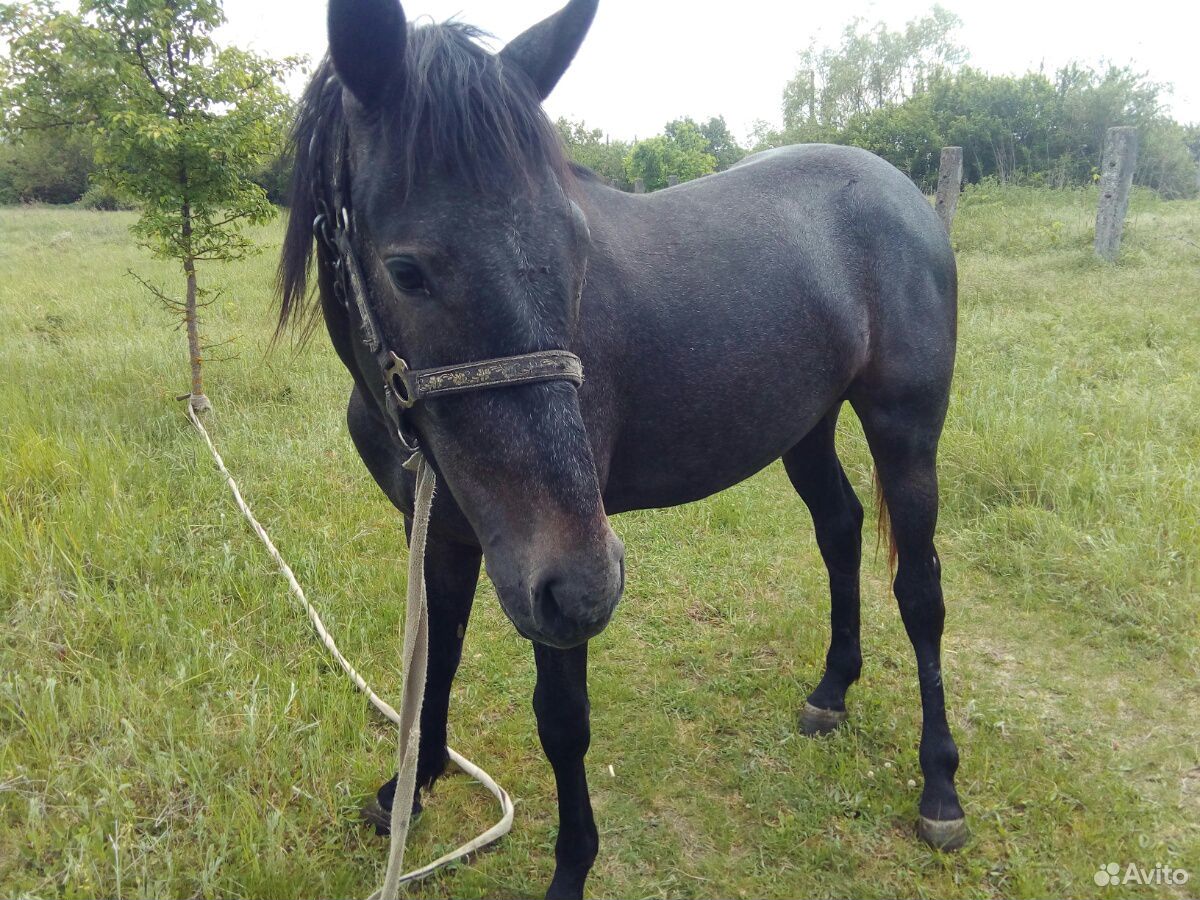 Купить коня в Крыму на авито. Купить лошадей брянском области