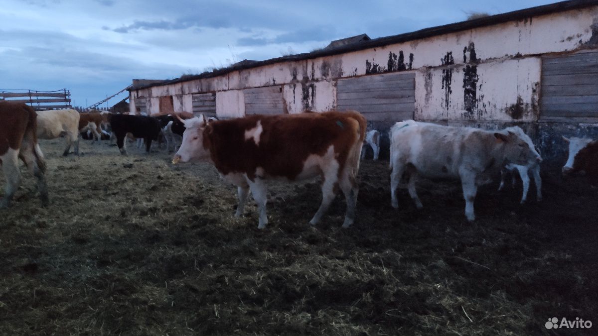 Телки, коровы с телятами купить на Зозу.ру - фотография № 1