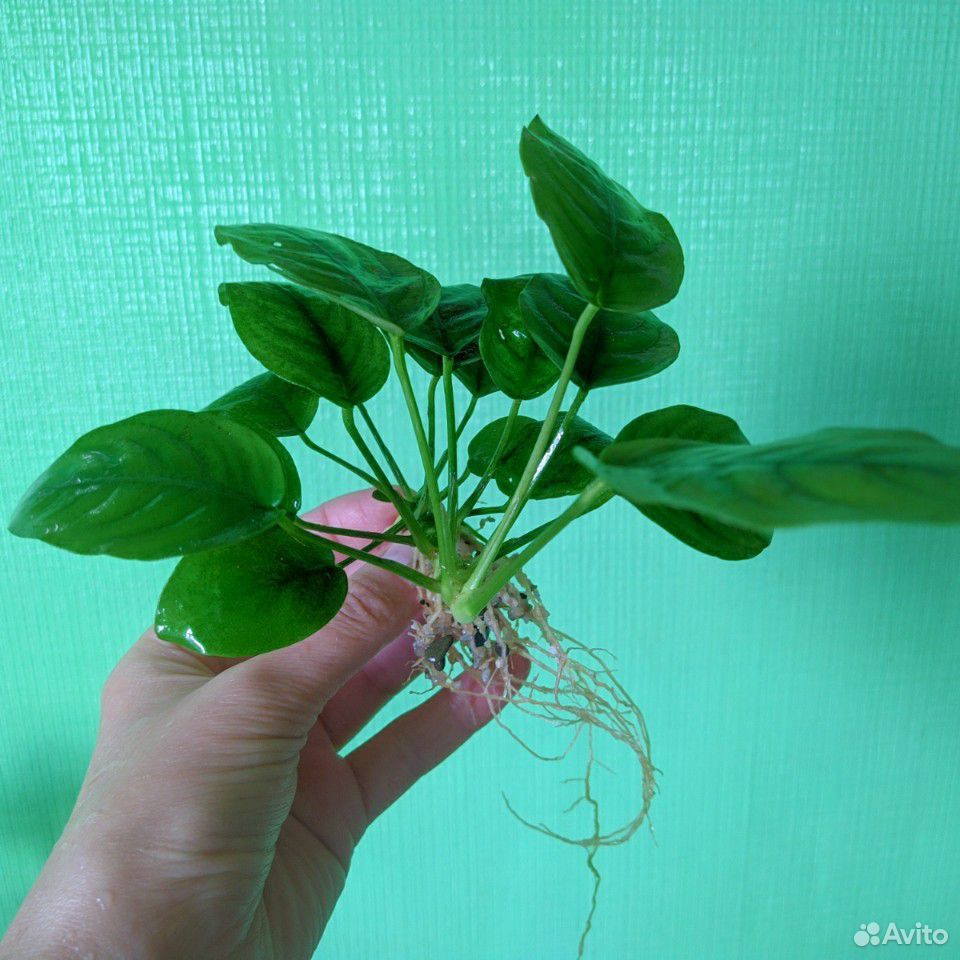 Аквариумное растение'Анубиас' купить на Зозу.ру - фотография № 5