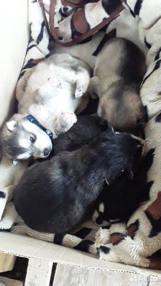 Продаются щенки аляскинского маламута рождены 1мая купить на Зозу.ру - фотография № 3