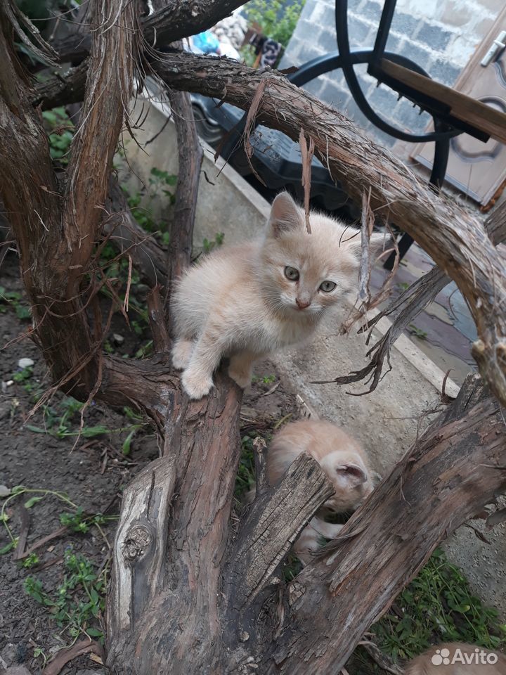Котята ищут дом купить на Зозу.ру - фотография № 7