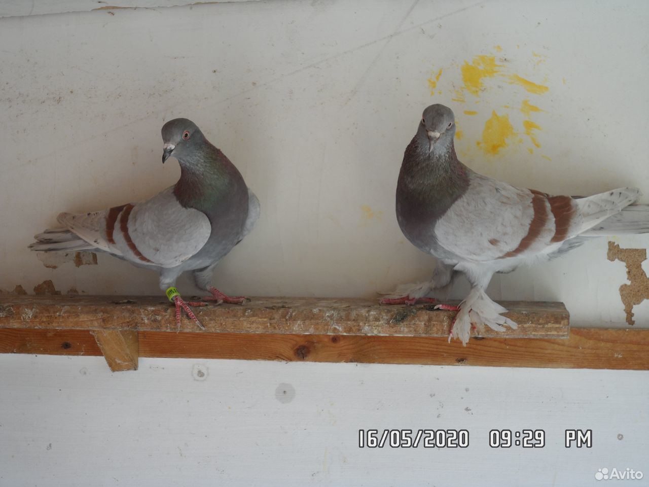 Бойные голуби купить на Зозу.ру - фотография № 2
